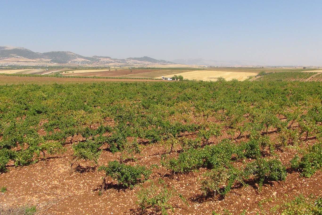 Üzümün pekmez ve pestil olma yolculuğu başladı